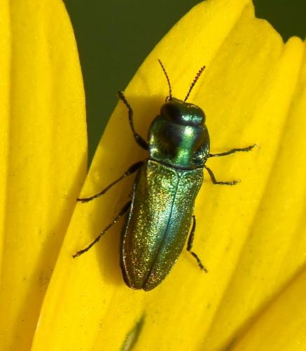 Réf. 229 677 : Anthaxia thalassophila